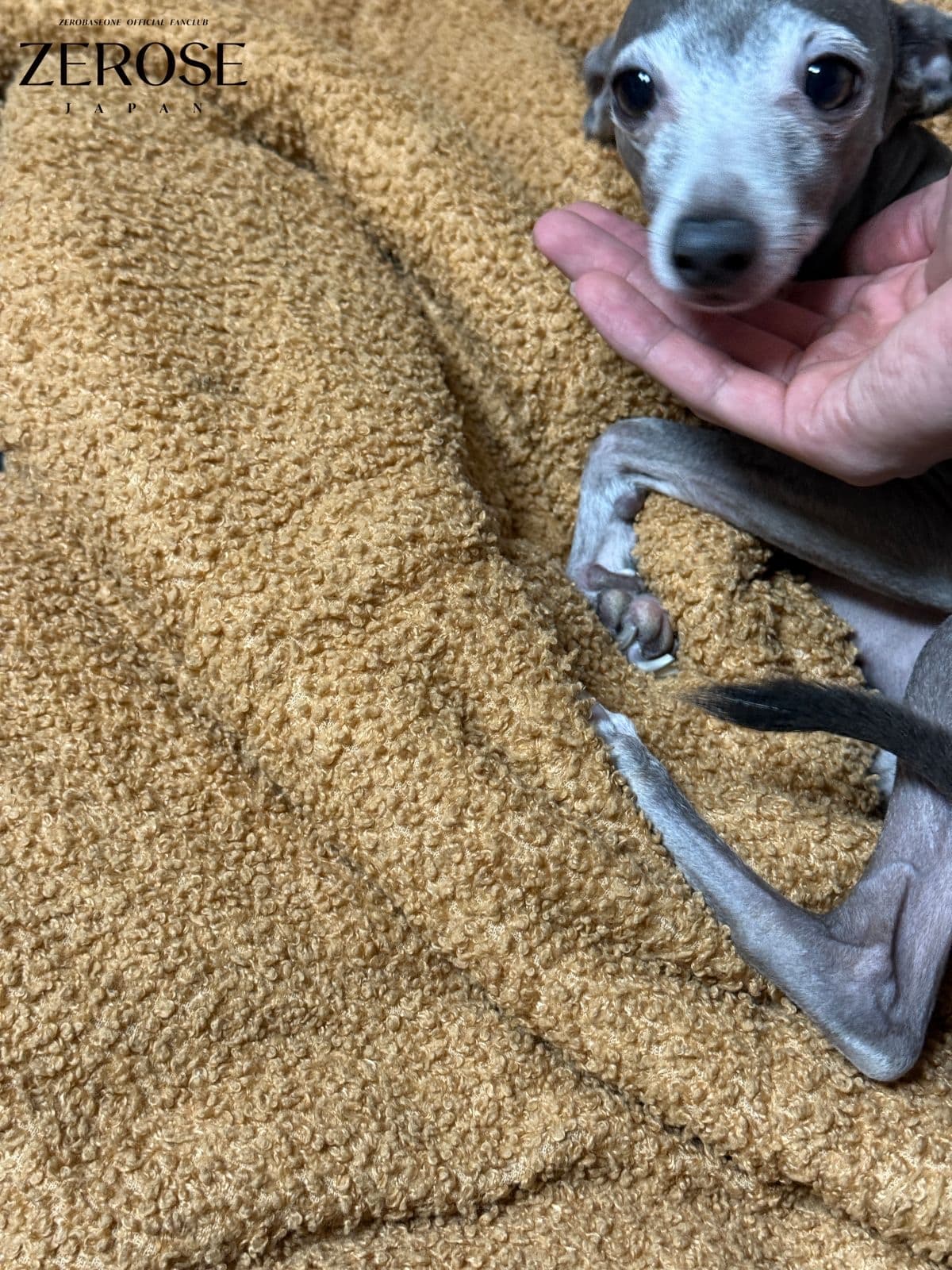 2025.12.03
KIM GYU VIN

ぼくのすきぴへ。

最近とても寒いけど、元気にしてるよね？

寒いから、最近は札幌とか北海道に行ってみたい気持ちがもっと大きくなってる！

最近は風邪にも気をつけなきゃいけないし、服も暖かく着なきゃいけないし、ご飯も温かいものを中心に食べなきゃだよ！わかった？

そして、うちのZEROSEたちがウンパッパをすごく好きだから、うちのパッパの写真も入れてみたよㅎㅎㅎㅎ

本当に愛してるし、また会おうね！！！！！

めろ～いぎゅびんより。￼