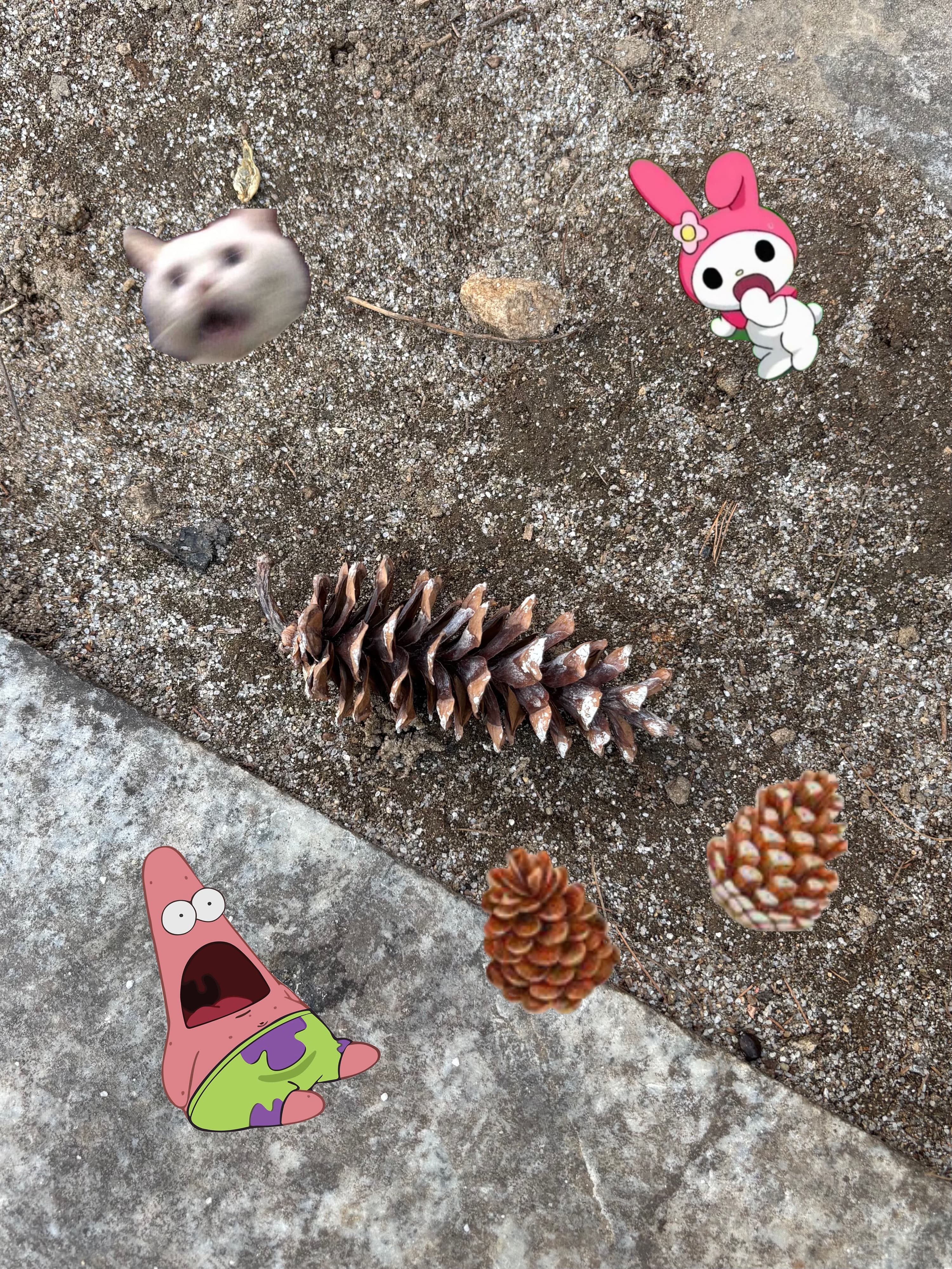 まつぼっくり見つけたよ！！🍂🍁🍄‍🟫